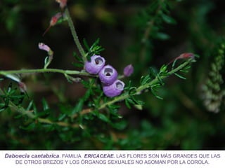 Daboecia cantabrica. FAMILIA ERICACEAE. LAS FLORES SON MÁS GRANDES QUE LAS
DE OTROS BREZOS Y LOS ÓRGANOS SEXUALES NO ASOMAN POR LA COROLA.
 