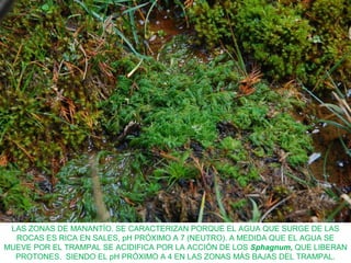 LAS ZONAS DE MANANTÍO. SE CARACTERIZAN PORQUE EL AGUA QUE SURGE DE LAS
ROCAS ES RICA EN SALES, pH PRÓXIMO A 7 (NEUTRO). A MEDIDA QUE EL AGUA SE
MUEVE POR EL TRAMPAL SE ACIDIFICA POR LA ACCIÓN DE LOS Sphagnum, QUE LIBERAN
PROTONES. SIENDO EL pH PRÓXIMO A 4 EN LAS ZONAS MÁS BAJAS DEL TRAMPAL.
 