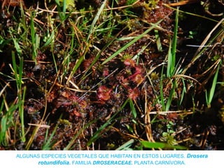 ALGUNAS ESPECIES VEGETALES QUE HABITAN EN ESTOS LUGARES. Drosera
rotundifolia. FAMILIA DROSERACEAE. PLANTA CARNÍVORA.
 