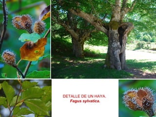 DETALLE DE UN HAYA.
Fagus sylvatica.
 