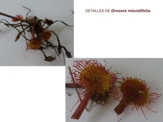 DETALLES DE Drosera rotundifolia.
 