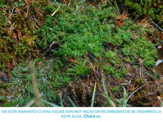 EN ESTE MANANTÍO CUYAS AGUAS SON MUY RICAS EN BICARBONATOS SE DESARROLLA
ESTE ALGA. Chara sp.
 