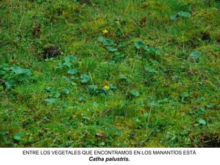 ENTRE LOS VEGETALES QUE ENCONTRAMOS EN LOS MANANTÍOS ESTÁ
Catha palustris.
 