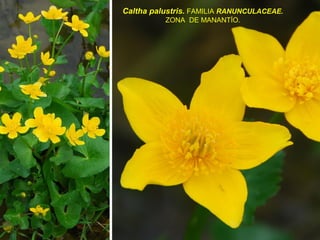 Caltha palustris. FAMILIA RANUNCULACEAE.
ZONA DE MANANTÍO.
 