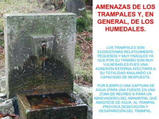 AMENAZAS DE LOS
TRAMPALES Y, EN
GENERAL, DE LOS
HUMEDALES.
LOS TRAMPALES SON
ECOSISTEMAS RELATIVAMENTE
PEQUEÑOS Y MUY FRÁGILES YA
QUE POR SU TAMAÑO SON MUY
VULNERABLES PUES UNA
AGRESIÓN EXTERNA AFECTARÍA A
SU TOTALIDAD ANULANDO LA
CAPACIDAD DE RESPUESTA.
POR EJEMPLO UNA CAPTURA DE
AGUA (PARA UNA FUENTE EN UNA
ZONA DE RECREO O PARA UN
ABREVADERO) DEL MANANTIAL QUE
ABASTECE DE AGUA AL TRAMPAL
PROVOCA DESECACIÓN Y
DESAPARICIÓN DEL TRAMPAL.
 