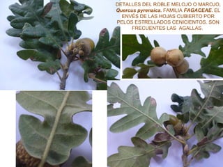 DETALLES DEL ROBLE MELOJO O MAROJO,
Quercus pyrenaica. FAMILIA FAGACEAE. EL
ENVÉS DE LAS HOJAS CUBIERTO POR
PELOS ESTRELLADOS CENICIENTOS. SON
FRECUENTES LAS AGALLAS.
 