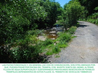 LAS PISTAS FORESTALES Y, EN GENERAL LAS VÍAS DE COMUNICACIÓN, SON OTRA AMENAZA POR-
QUE: PUEDEN PASAR POR ENCIMA DEL TRAMPAL CON MUERTE SÚBITA DEL MISMO; ALTERAR
FLUJOS DE AGUA SUPERFICIALES Y SUBTERRÁNEOS PROVOCANDO DESECACIÓN DE POSIBLES
TRAMPALES DEPENDIENTES DE ESTOS FLUJOS. EL TRÁNSITO DE VEHICULOS TAMBIÉN ES
 