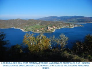LOS EMBALSES SON OTRA AMENAZA PORQUE: ANEGAN LOS TRAMPALES QUE HUBIERA
EN LA ZONA DE EMBALSAMIENTO; ALTERAN LOS FLUJOS DE AGUA AGUAS ABAJO DEL
DIQUE.
 