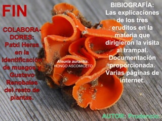 Aleuria aurantia.
HONGO ASCOMICETO
FIN
BIBIOGRAFÍA:
Las explicaciones
de los tres
eruditos en la
materia que
dirigieron la visita
al trampal.
Documentación
proporcionada.
Varias páginas de
internet.
 