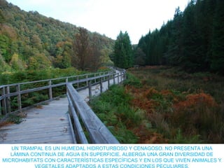 UN TRAMPAL ES UN HUMEDAL HIDROTURBOSO Y CENAGOSO. NO PRESENTA UNA
LÁMINA CONTINUA DE AGUA EN SUPERFICIE. ALBERGA UNA GRAN DIVERSIDAD DE
MICROHABITATS CON CARACTERÍSTICAS ESPECÍFICAS Y EN LOS QUE VIVEN ANIMALES Y
VEGETALES ADAPTADOS A ESTAS CONDICIONES PECULIARES.
 