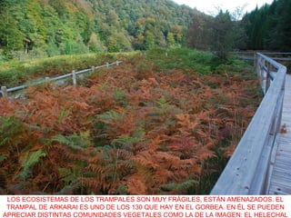 LOS ECOSISTEMAS DE LOS TRAMPALES SON MUY FRÁGILES, ESTÁN AMENAZADOS. EL
TRAMPAL DE ARKARAI ES UNO DE LOS 130 QUE HAY EN EL GORBEA. EN ÉL SE PUEDEN
APRECIAR DISTINTAS COMUNIDADES VEGETALES COMO LA DE LA IMAGEN: EL HELECHAL
 
