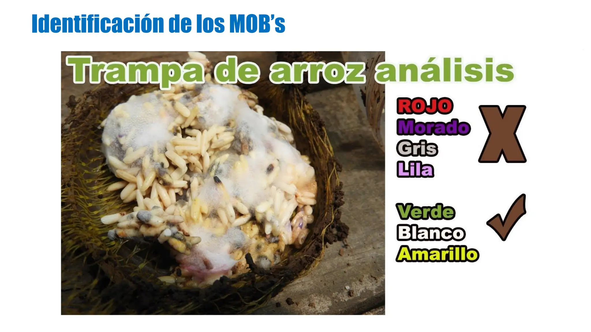 Trampas de arroz - Captura de microorganismos | PDF