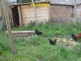 PROTEINA   
