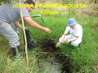 SIEMBRA O INCORPORACION DE AZOLLA 