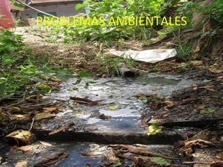 PROBLEMAS AMBIENTALES 