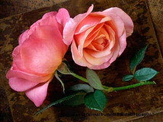 “ Nu uita ca si cei mai frumosi trandafiri au spini.'' 