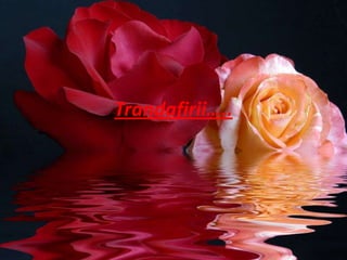 Trandafirii…..
 