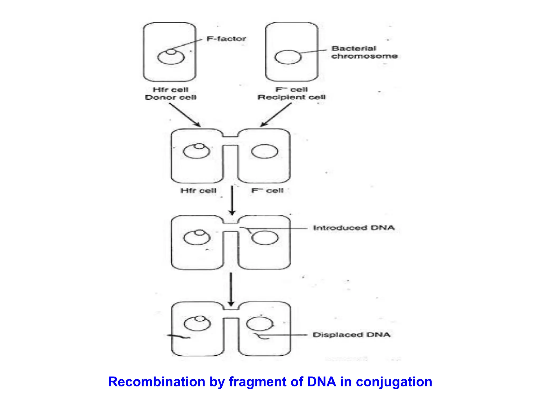 Recombination by fragment of DNA in conjugation
 
