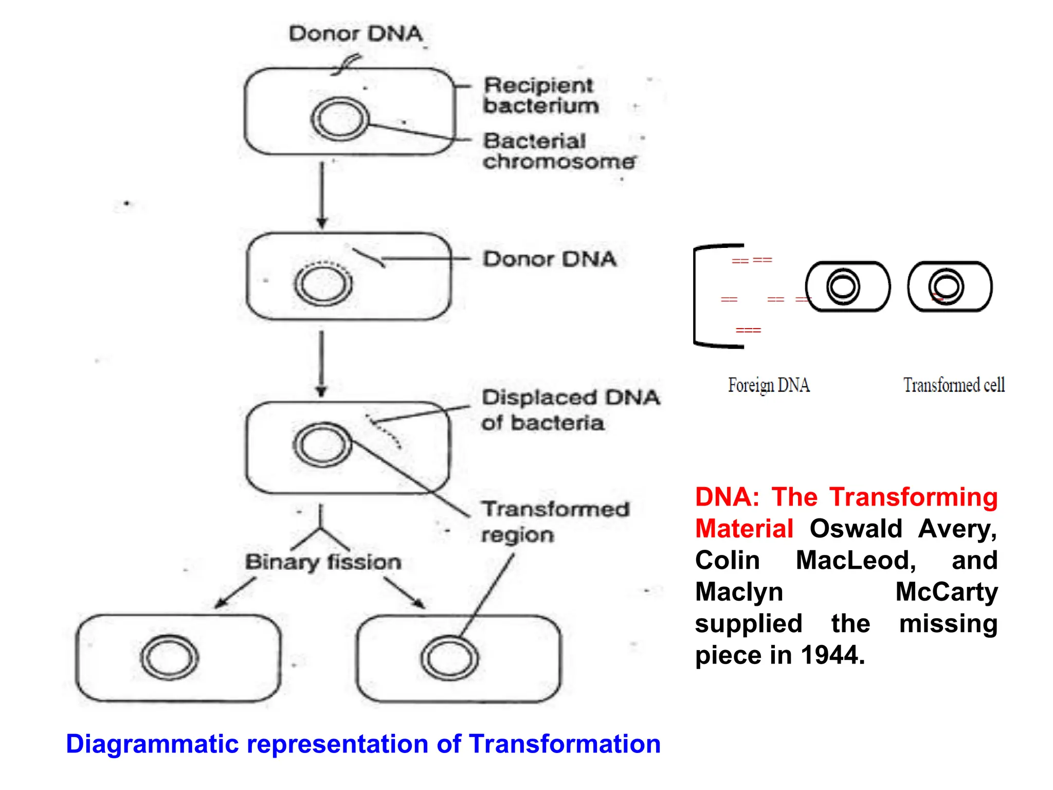 Diagrammatic representation of Transformation
DNA: The Transforming
Material Oswald Avery,
Colin MacLeod, and
Maclyn McCarty
supplied the missing
piece in 1944.
 