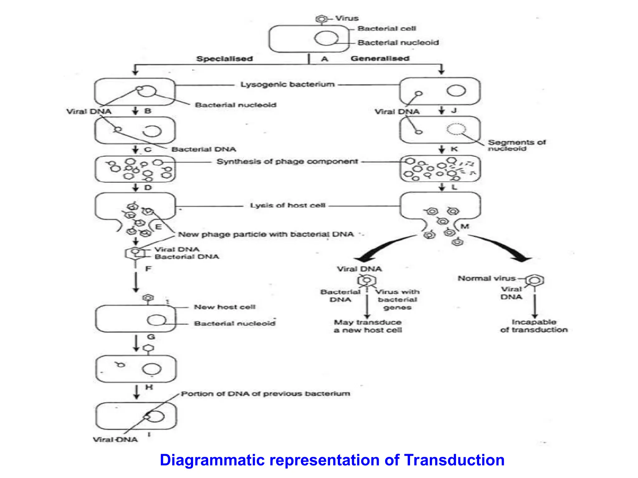 Diagrammatic representation of Transduction
 