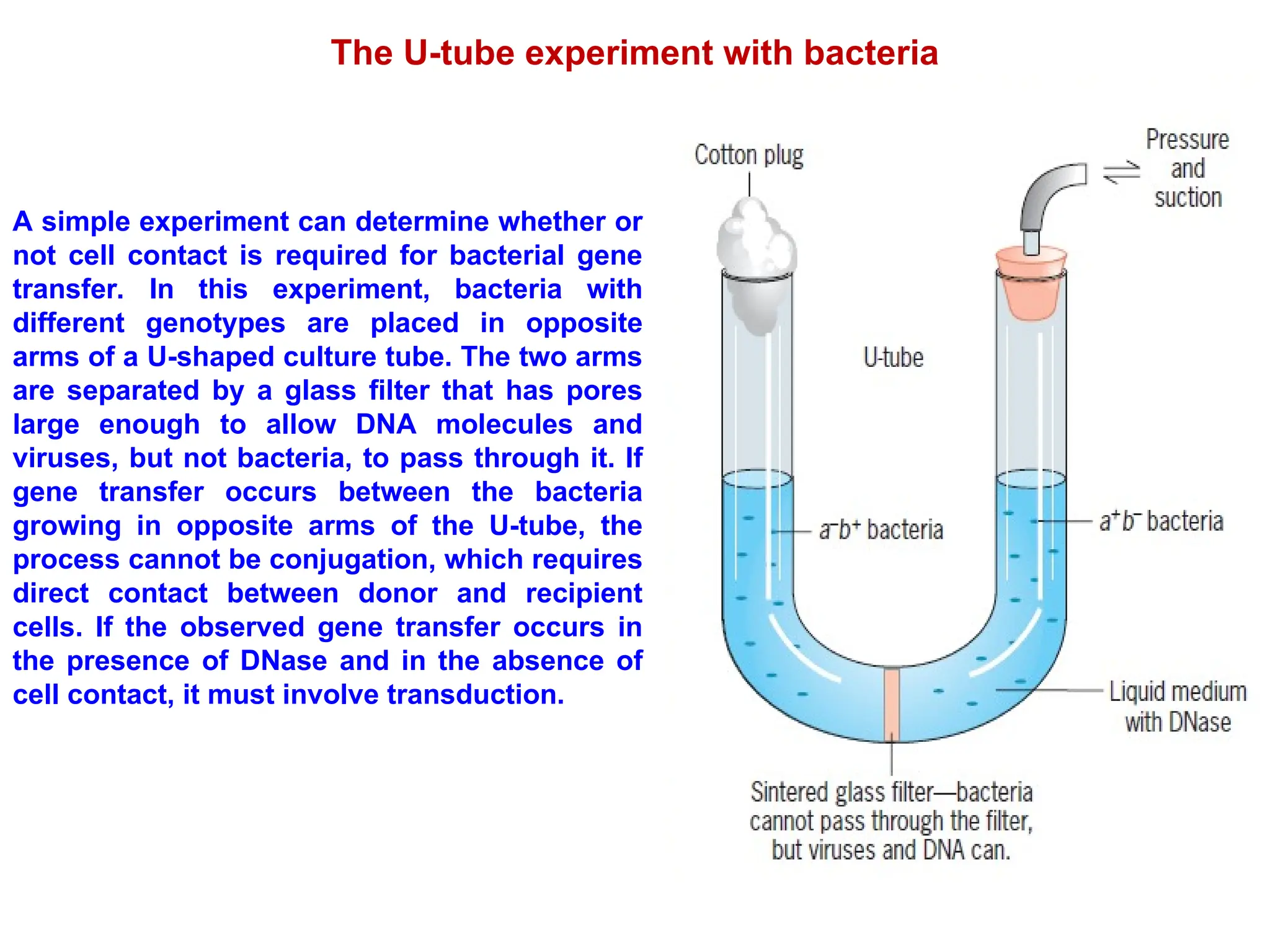 A simple experiment can determine whether or
not cell contact is required for bacterial gene
transfer. In this experiment, bacteria with
different genotypes are placed in opposite
arms of a U-shaped culture tube. The two arms
are separated by a glass filter that has pores
large enough to allow DNA molecules and
viruses, but not bacteria, to pass through it. If
gene transfer occurs between the bacteria
growing in opposite arms of the U-tube, the
process cannot be conjugation, which requires
direct contact between donor and recipient
cells. If the observed gene transfer occurs in
the presence of DNase and in the absence of
cell contact, it must involve transduction.
The U-tube experiment with bacteria
 