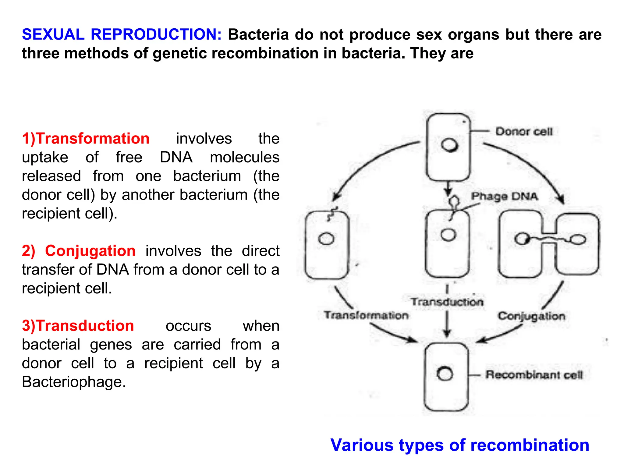 SEXUAL REPRODUCTION: Bacteria do not produce sex organs but there are
three methods of genetic recombination in bacteria. They are
Various types of recombination
1)Transformation involves the
uptake of free DNA molecules
released from one bacterium (the
donor cell) by another bacterium (the
recipient cell).
2) Conjugation involves the direct
transfer of DNA from a donor cell to a
recipient cell.
3)Transduction occurs when
bacterial genes are carried from a
donor cell to a recipient cell by a
Bacteriophage.
 