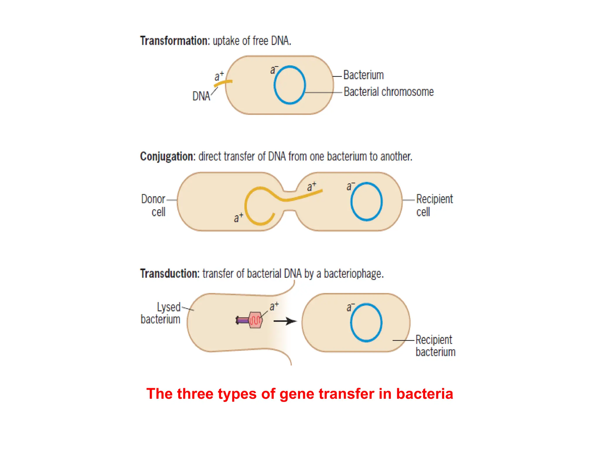 The three types of gene transfer in bacteria
 