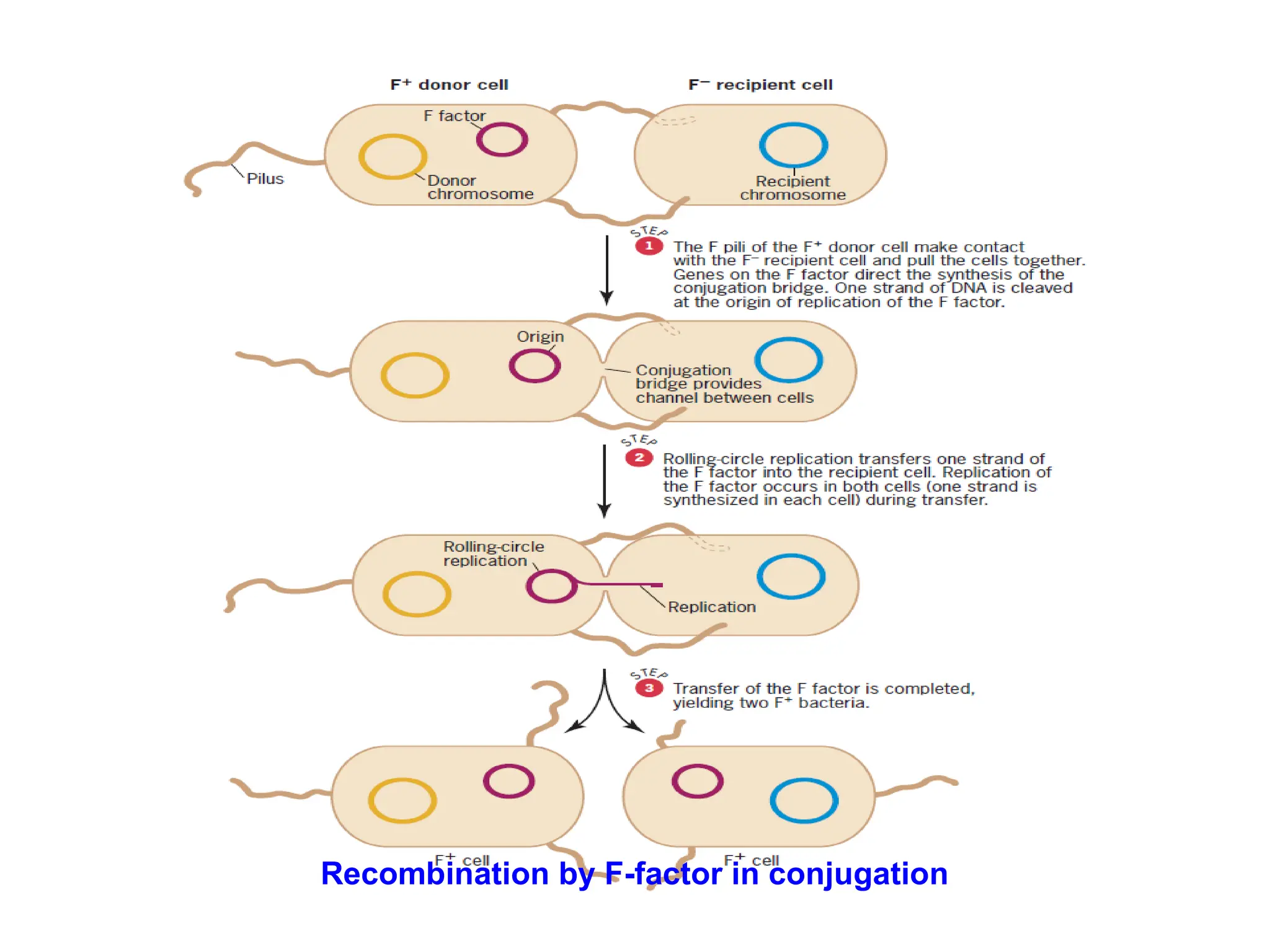 Recombination by F-factor in conjugation
 