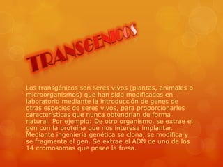 Los transgénicos son seres vivos (plantas, animales o
microorganismos) que han sido modificados en
laboratorio mediante la introducción de genes de
otras especies de seres vivos, para proporcionarles
características que nunca obtendrían de forma
natural. Por ejemplo: De otro organismo, se extrae el
gen con la proteína que nos interesa implantar.
Mediante ingeniería genética se clona, se modifica y
se fragmenta el gen. Se extrae el ADN de uno de los
14 cromosomas que posee la fresa.
 