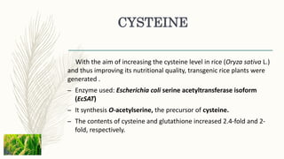 CYSTEINE
With the aim of increasing the cysteine level in rice (Oryza sativa L.)
and thus improving its nutritional quality, transgenic rice plants were
generated .
– Enzyme used: Escherichia coli serine acetyltransferase isoform
(EcSAT)
– It synthesis O-acetylserine, the precursor of cysteine.
– The contents of cysteine and glutathione increased 2.4-fold and 2-
fold, respectively.
 