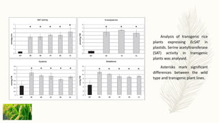 Analysis of transgenic rice
plants expressing EcSAT in
plastids. Serine acetyltransferase
(SAT) activity in transgenic
plants was analysed.
Asterisks mark significant
differences between the wild
type and transgenic plant lines.
 