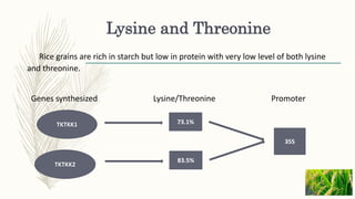 Lysine and Threonine
Rice grains are rich in starch but low in protein with very low level of both lysine
and threonine.
Genes synthesized Lysine/Threonine Promoter
TKTKK1
TKTKK2
73.1%
83.5%
35S
 