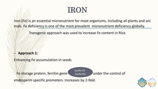 IRON
Iron (Fe) is an essential micronutrient for most organisms, including all plants and ani
mals. Fe deficiency is one of the most prevalent micronutrient deficiency globally.
Transgenic approach was used to increase Fe content in Rice.
– Approach 1:
Enhancing Fe accumulation in seeds
Fe storage protein, ferritin gene under the control of
endosperm specific promoters. Increases by 2-fold.
SoyferH1,
SoyferH2
 