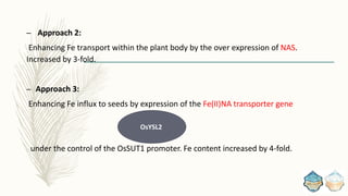 – Approach 2:
Enhancing Fe transport within the plant body by the over expression of NAS.
Increased by 3-fold.
– Approach 3:
Enhancing Fe influx to seeds by expression of the Fe(II)NA transporter gene
under the control of the OsSUT1 promoter. Fe content increased by 4-fold.
OsYSL2
 