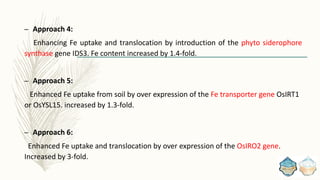 – Approach 4:
Enhancing Fe uptake and translocation by introduction of the phyto siderophore
synthase gene IDS3. Fe content increased by 1.4-fold.
– Approach 5:
Enhanced Fe uptake from soil by over expression of the Fe transporter gene OsIRT1
or OsYSL15. increased by 1.3-fold.
– Approach 6:
Enhanced Fe uptake and translocation by over expression of the OsIRO2 gene.
Increased by 3-fold.
 