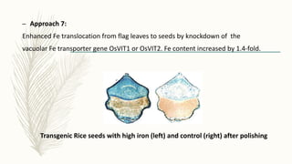 – Approach 7:
Enhanced Fe translocation from flag leaves to seeds by knockdown of the
vacuolar Fe transporter gene OsVIT1 or OsVIT2. Fe content increased by 1.4-fold.
Transgenic Rice seeds with high iron (left) and control (right) after polishing
 