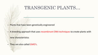 TRANSGENIC PLANTS…
– Plants that have been genetically engineered
– A breeding approach that uses recombinant DNA techniques to create plants with
new characteristics
– They are also called GMO’s.
 