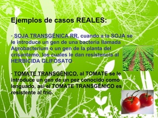 Ejemplos de casos REALES:

- SOJA TRANSGÉNICA RR, cuando a la SOJA se
le introduce un gen de una bacteria llamada
Agrobacterium o un gen de la planta del
crisantemo, los cuales le dan resistencia al
HERBICIDA GLIFOSATO.

- TOMATE TRANSGÉNICO, al TOMATE se le
introduce un gen de un pez conocido como
lenguado, así el TOMATE TRANSGÉNICO es
resistente al frío.
 