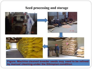 Seed processing and storage
 