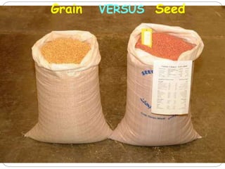 Grain VERSUS Seed
 