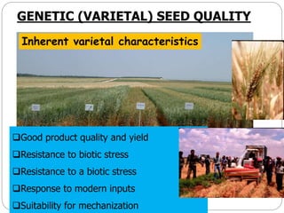 GENETIC (VARIETAL) SEED QUALITY
Good product quality and yield
Resistance to biotic stress
Resistance to a biotic stress
Response to modern inputs
Suitability for mechanization
Inherent varietal characteristics
 