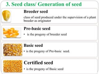 3. Seed class/ Generation of seed
Breeder seed
class of seed produced under the supervision of a plant
breeder as originator
Pre-basic seed
• is the progeny of breeder seed
Basic seed
• is the progeny of Pre-basic seed.
Certified seed
• is the progeny of Basic seed
 