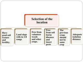 Selection of the
location
Have
good soil
texture
and
fertility.
Land slope
with in 2-8
range
Free from
volunteer
weeds
and other
crops.
Free
from soil
borne
diseases
and
insect
pests
The
previous
crops
should
not be
same
crop
Adequate
isolation
distance
 
