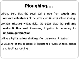 Ploughing….
 Make sure that the seed bed is free from weeds and
remove volunteers of the same crop (if any) before sowing;
 When irrigating wheat field, the deep plow the soil and
make it fine and Pre-sowing irrigation is necessary for
uniform germination.
 Give a light shallow disking after pre sowing irrigation
 Leveling of the seedbed is important provide uniform stands
and facilitate rouging.
 
