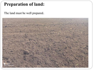 Preparation of land:
The land must be well prepared.
 