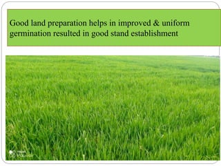 Good land preparation helps in improved & uniform
germination resulted in good stand establishment
 