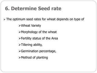 6. Determine Seed rate
 The optimum seed rates for wheat depends on type of
Wheat Variety
Morphology of the wheat
Fertility status of the Area
Tillering ability,
Germination percentage,
Method of planting
 