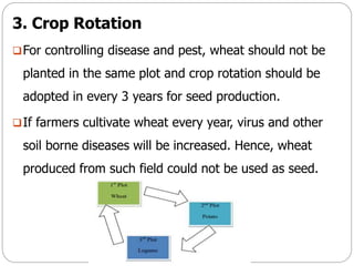 3. Crop Rotation
For controlling disease and pest, wheat should not be
planted in the same plot and crop rotation should be
adopted in every 3 years for seed production.
If farmers cultivate wheat every year, virus and other
soil borne diseases will be increased. Hence, wheat
produced from such field could not be used as seed.
 