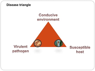 Disease triangle
 