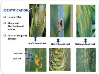 Leaf rust
Stem rust
IDENTIFICATION:
 Lesion color
 Shape and
distribution of
lesions
 Parts of the plant
affected
Leaf /brown/rust Stem /black/ rust Stripe/yellow/ rust
 